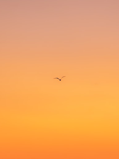 flying bird during daytime