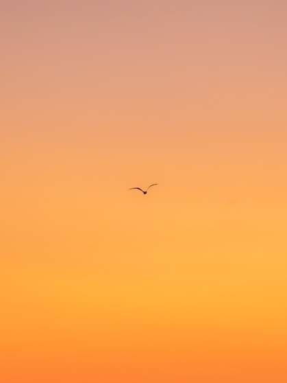 flying bird during daytime
