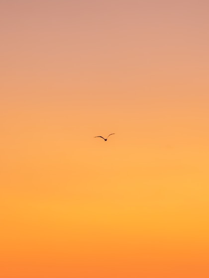 flying bird during daytime