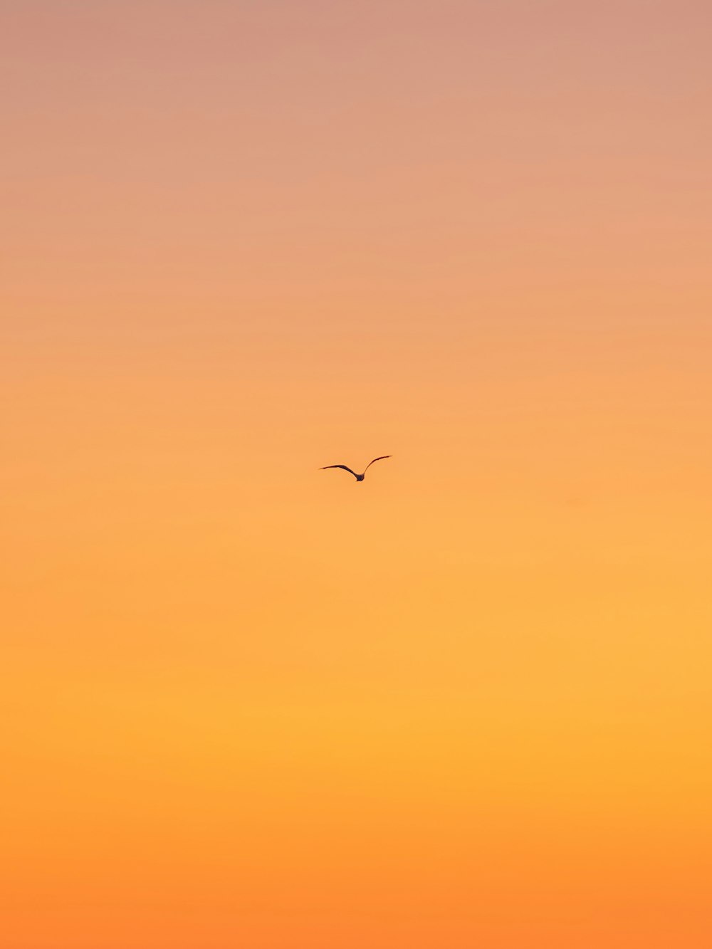 oiseau volant pendant la journée