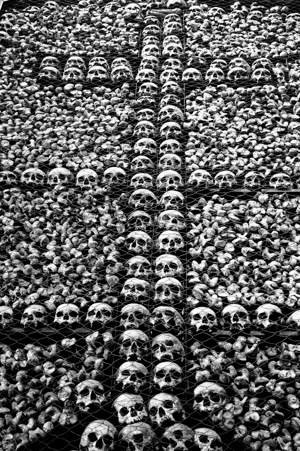 gray skull lot