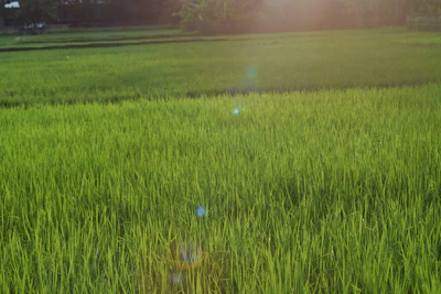 A sunlit plot with scattered ancient trees and soft grass under a warm sky.