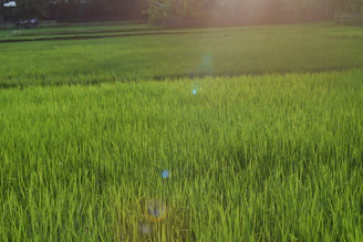 A sunlit plot with scattered ancient trees and soft grass under a warm sky.