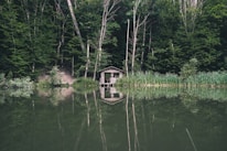 A calm forest cabin surrounded by nature, illustrating peaceful off-grid living.