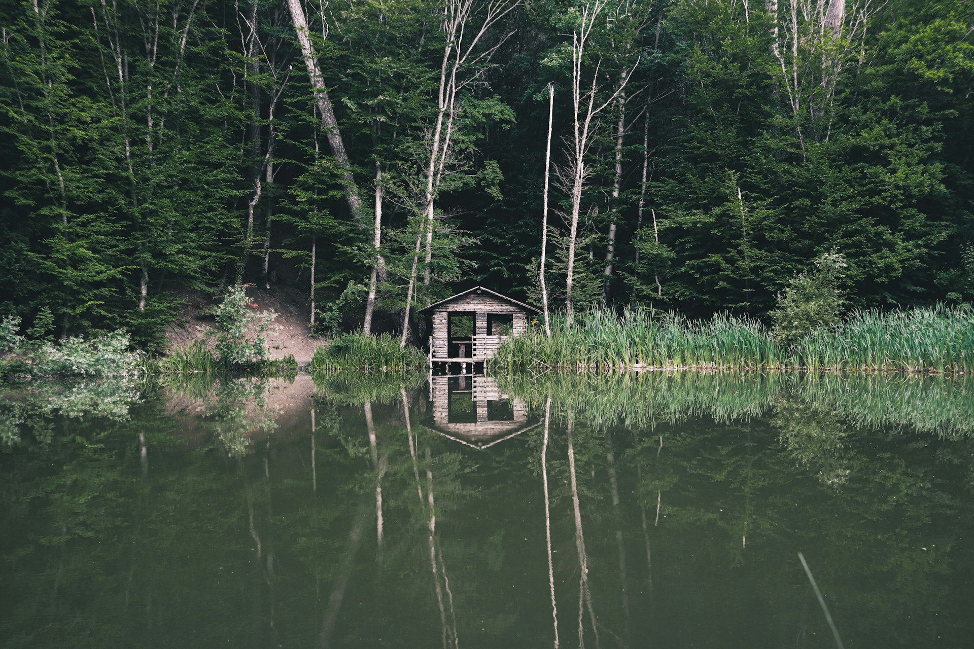 A small wooden cabin surrounded by dense forest, reflected perfectly in a calm, greenish body of water. Tall trees and lush greenery dominate the scene, creating a sense of seclusion and tranquility.