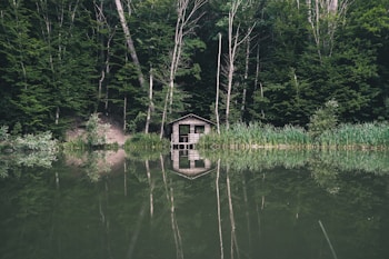 A small wooden cabin surrounded by dense forest, reflected perfectly in a calm, greenish body of water. Tall trees and lush greenery dominate the scene, creating a sense of seclusion and tranquility.