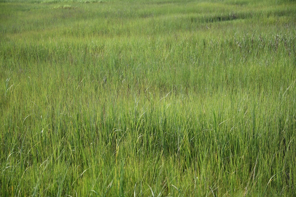 green grass field during daytime