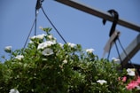 A hanging basket filled with trailing ivy and small white flowers.