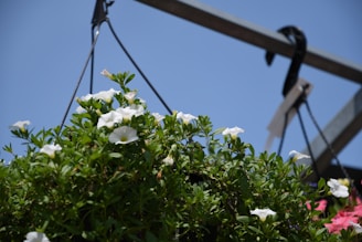 A hanging basket overflowing with trailing ivy and small white flowers.