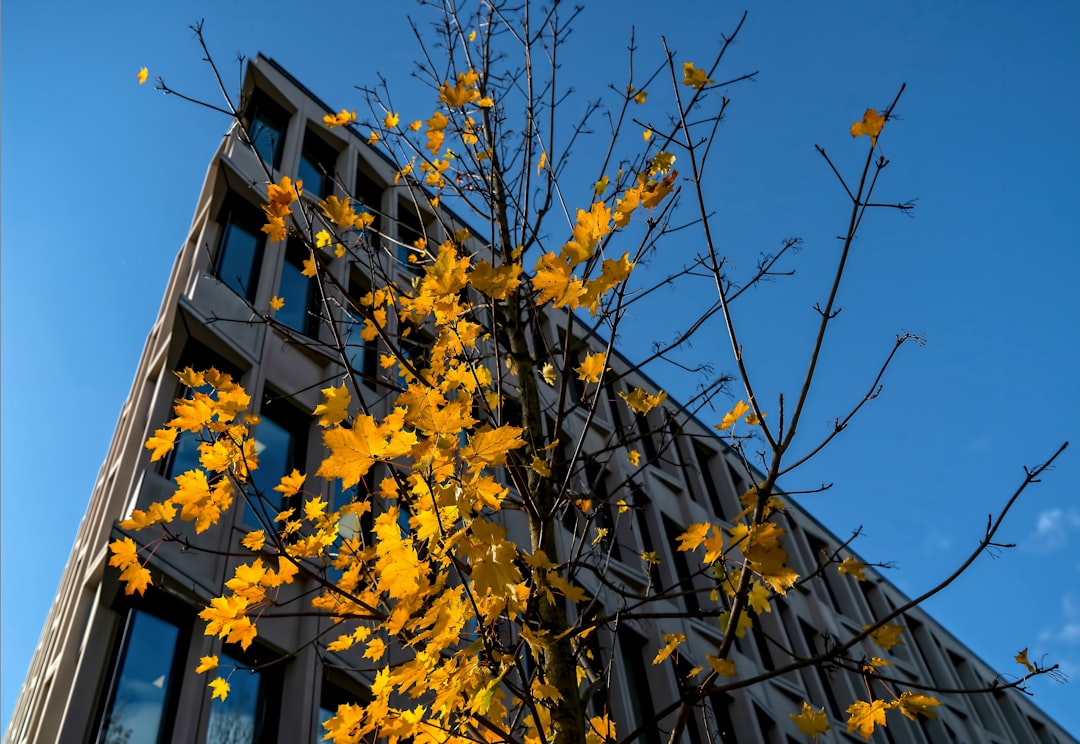 yellow tree