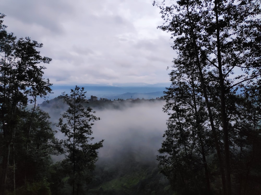 fog covered trees