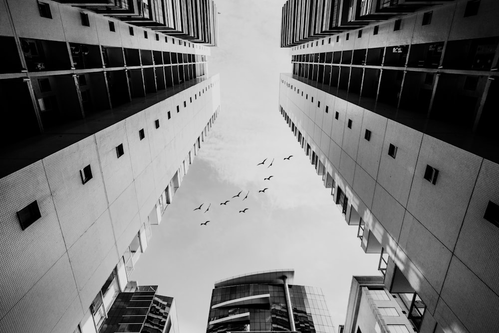 a black and white photo of birds flying in the sky