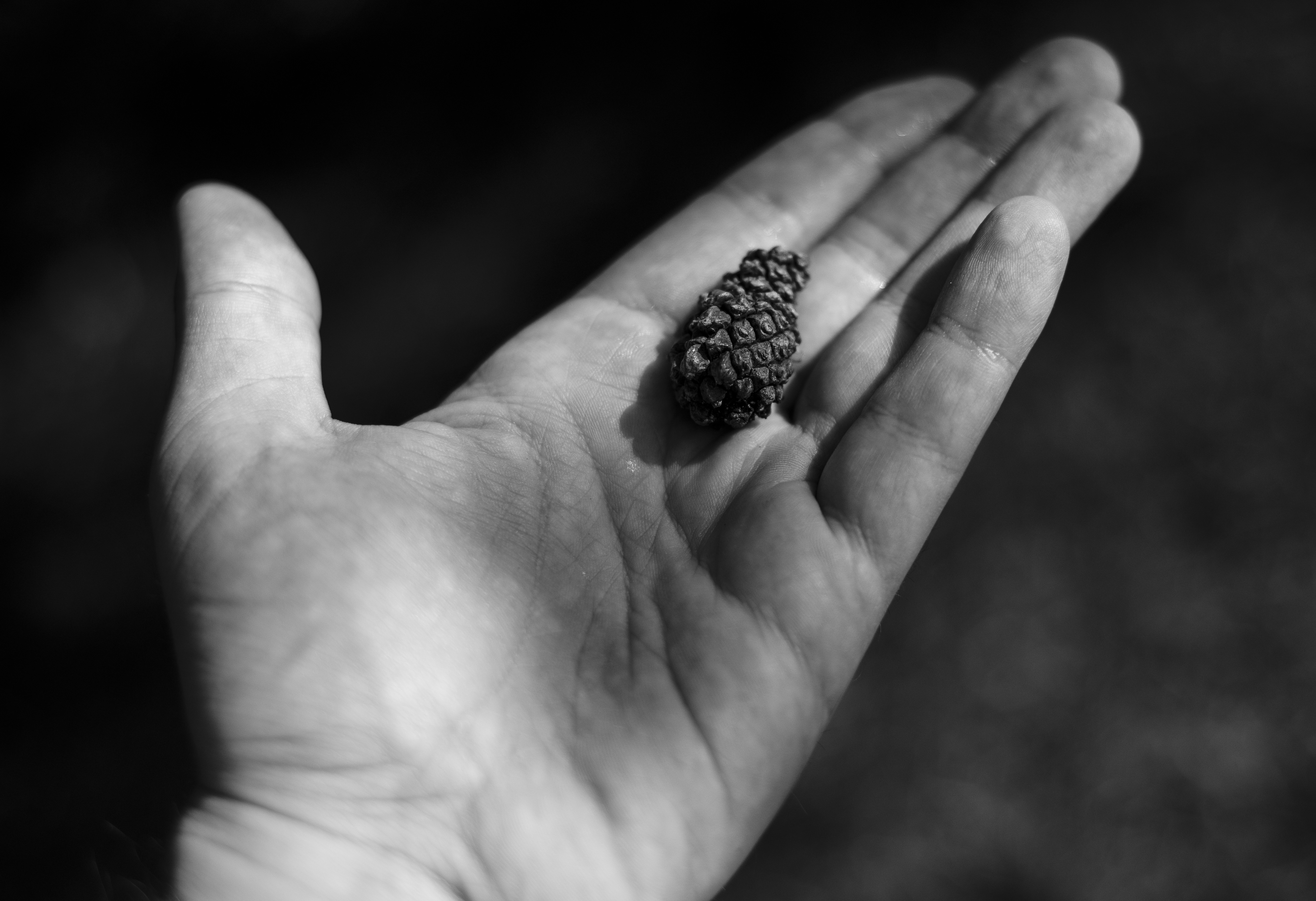 A man's hand holding a tiny conifer cone.