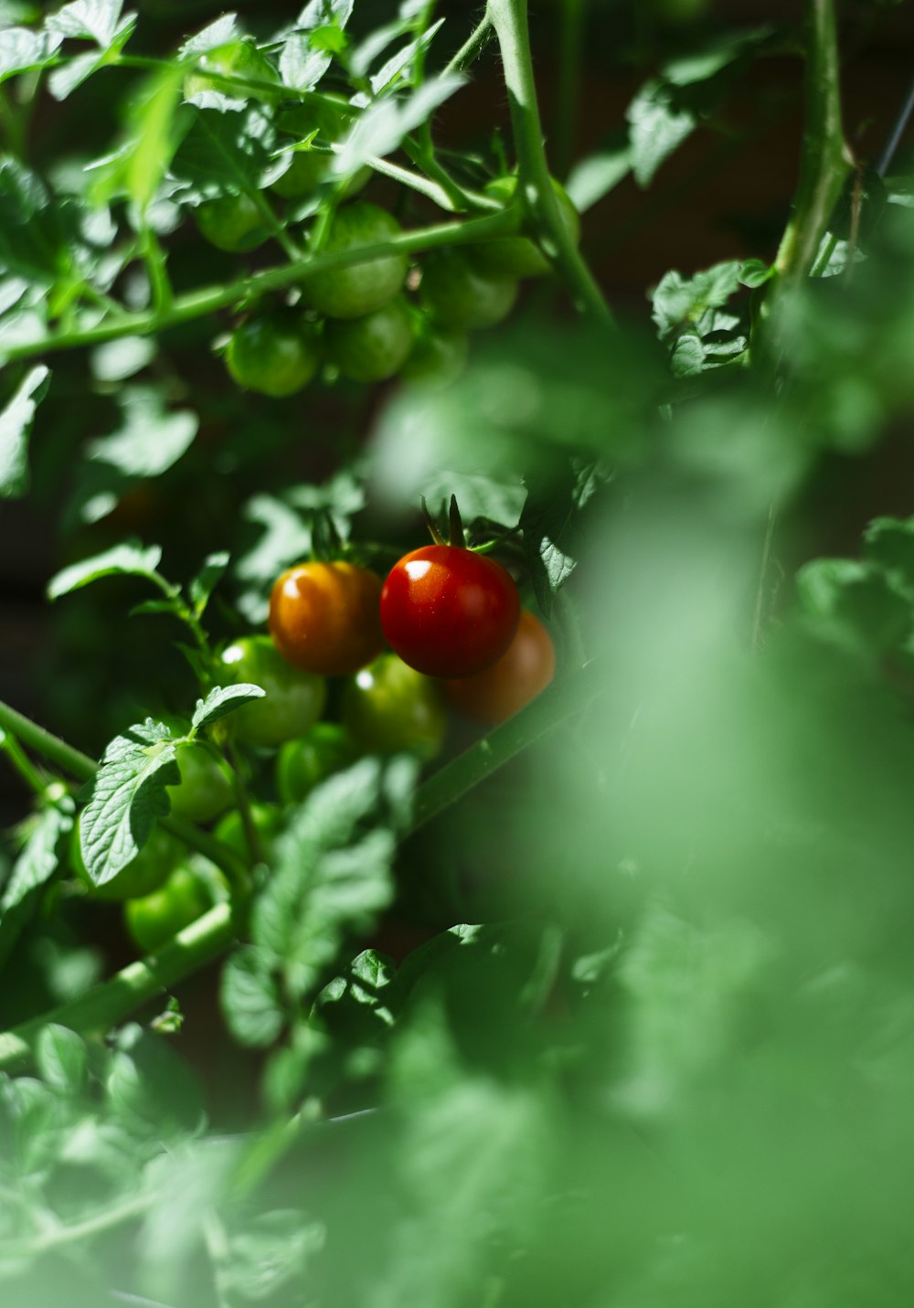 red tomato fruits