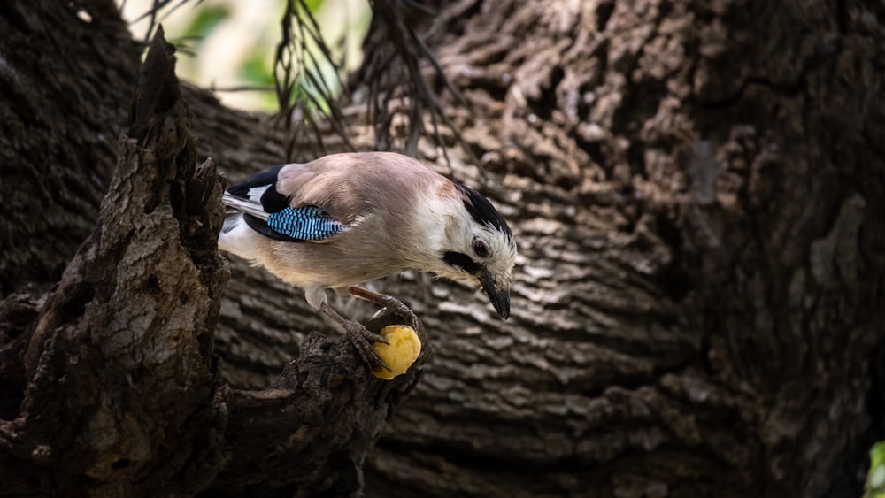 brown and white bird close-up photography