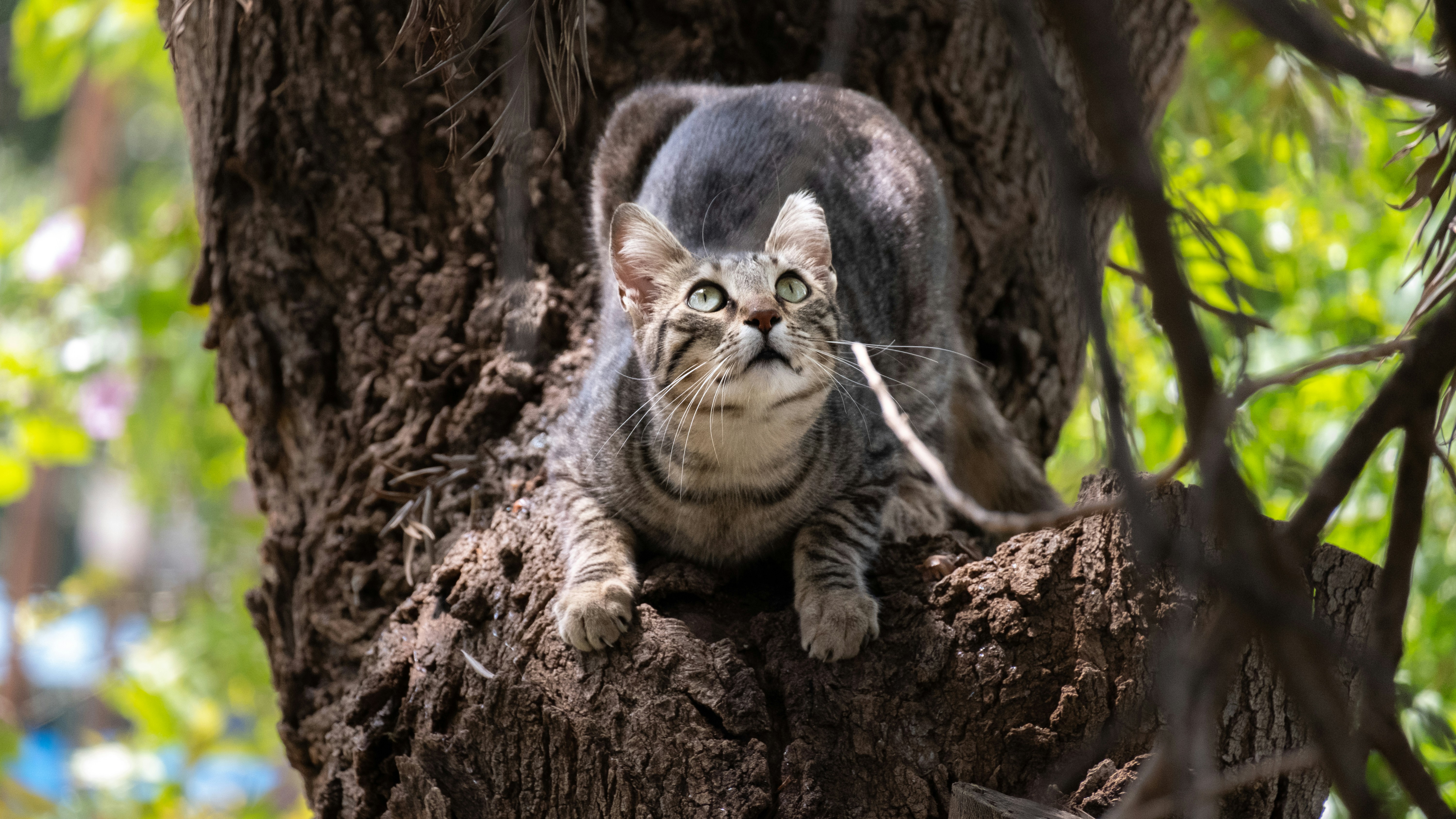 Imitation of the Wild (image credits: unsplash)