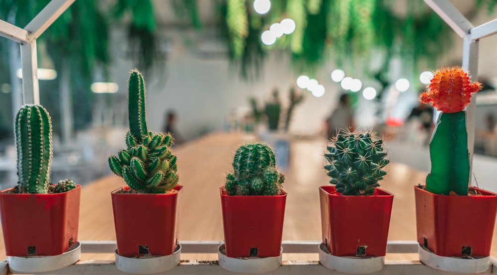 five cactus plant close-up photography