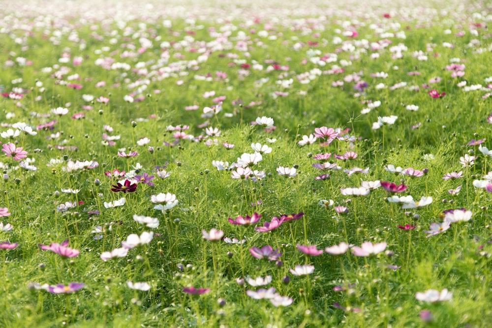 white flowers in bloom