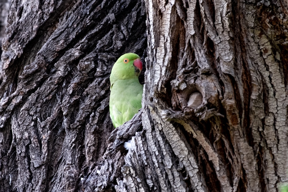 green parakeet on tree