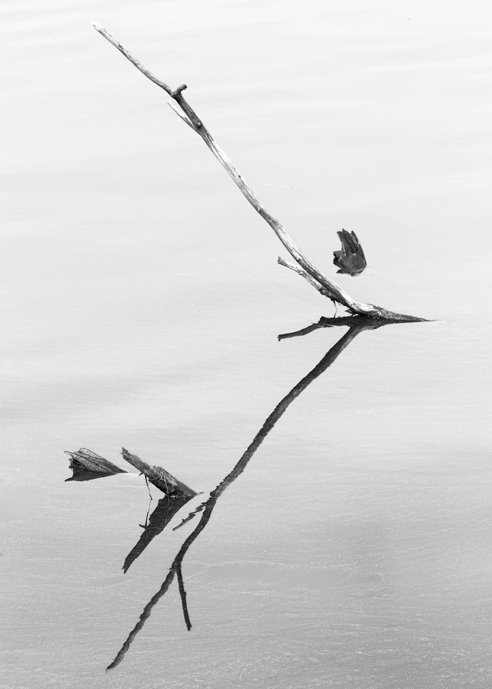 grayscale photo of tree branch on body of water