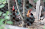 Two chickens with red combs are standing on a dirt floor inside a pen. The area is surrounded by a wire mesh fence, with some greenery visible in the background. There are wooden planks and a pot in the vicinity, suggesting a rural or farm setting.