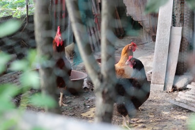 Two chickens with red combs are standing on a dirt floor inside a pen. The area is surrounded by a wire mesh fence, with some greenery visible in the background. There are wooden planks and a pot in the vicinity, suggesting a rural or farm setting.