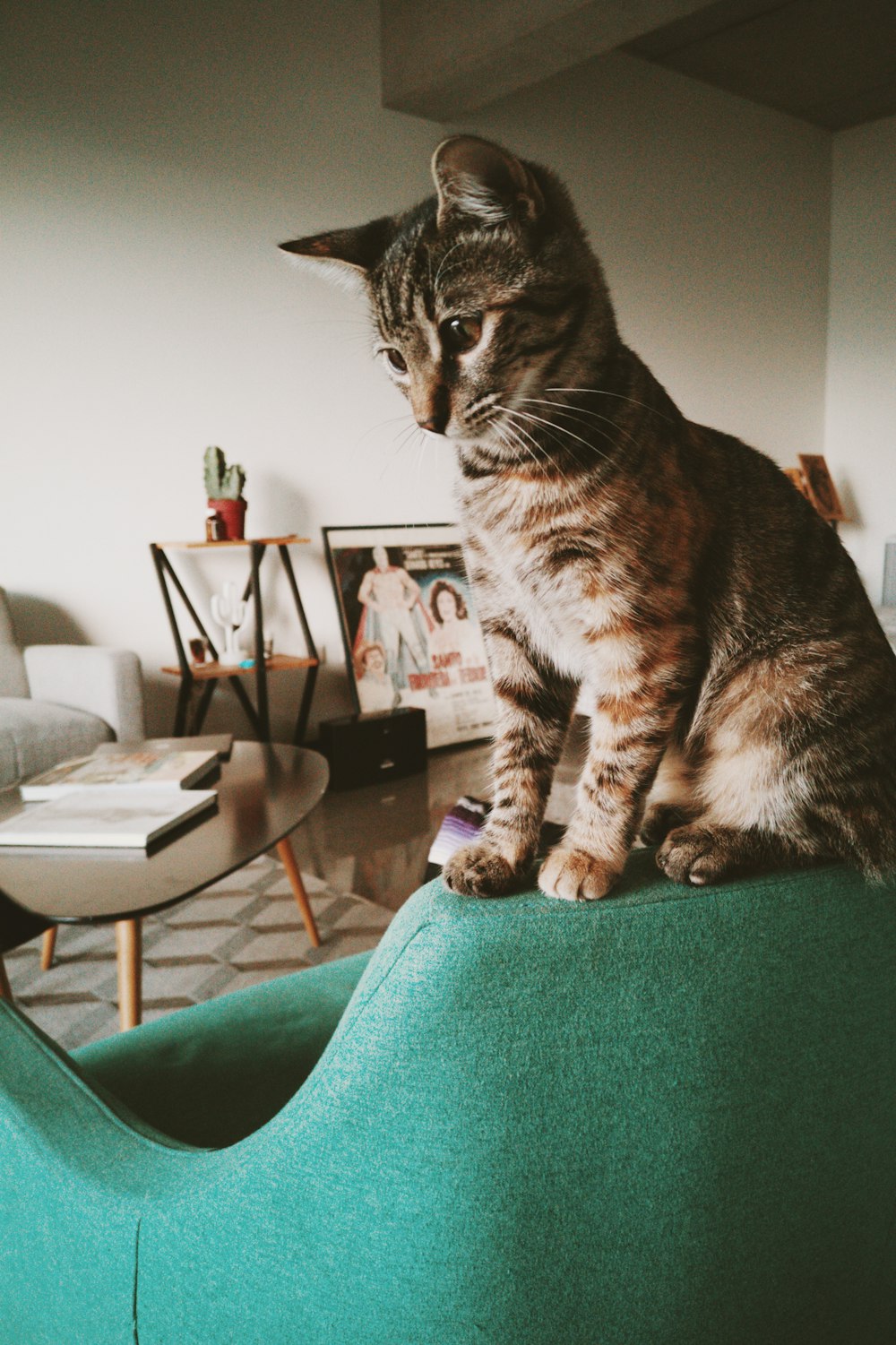 a cat sitting on top of a green chair