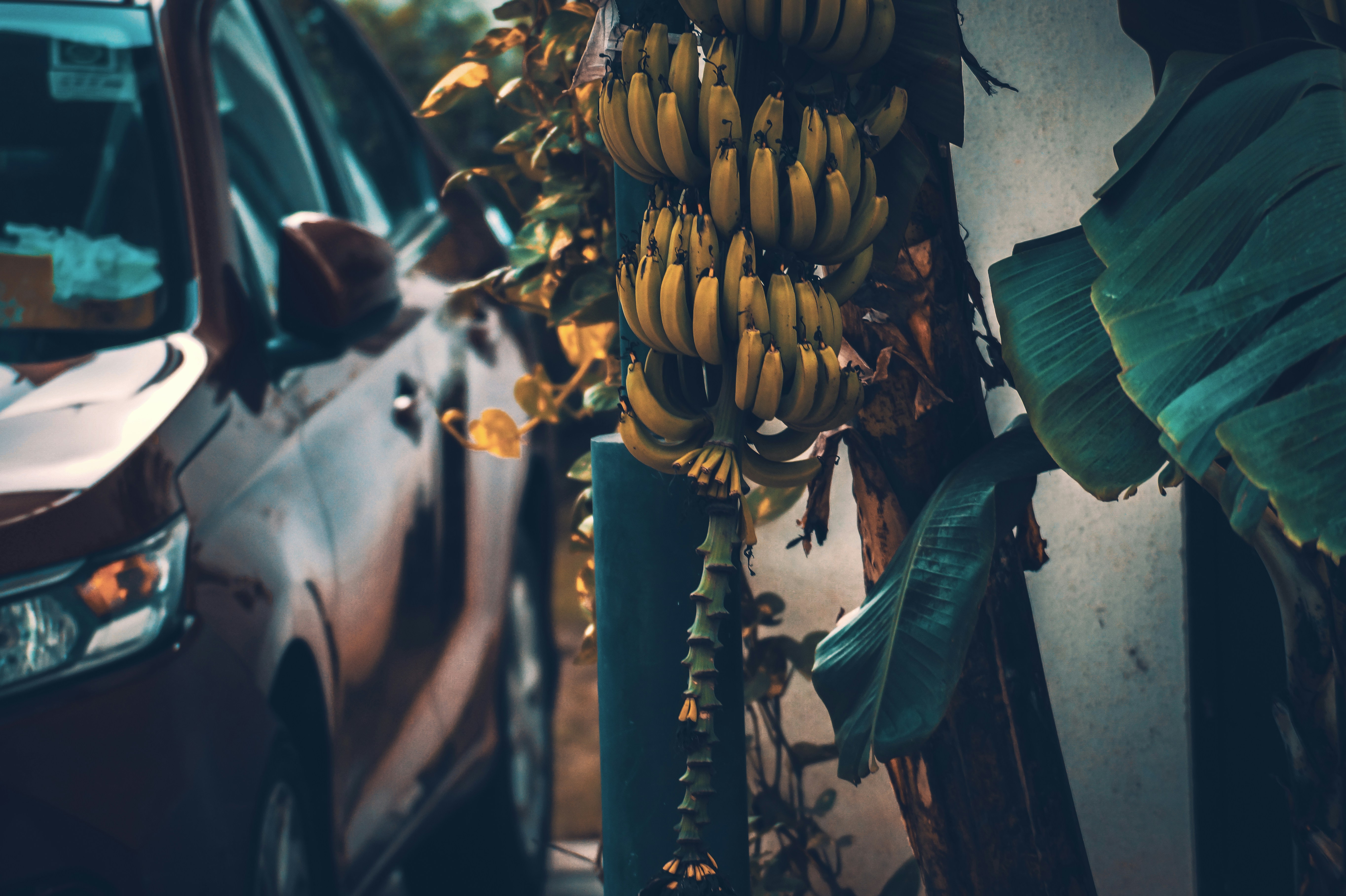 A bunch of bananas on a pole next to a car photo Free India Image on