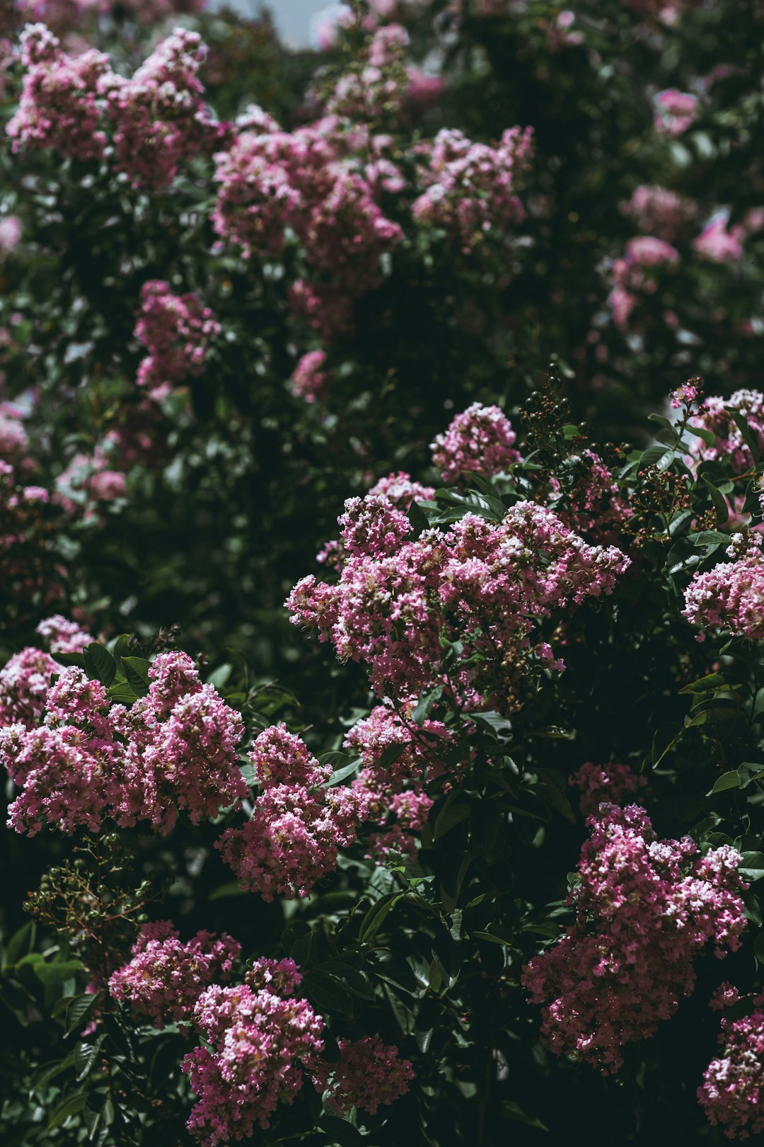 pink-petaled flowers