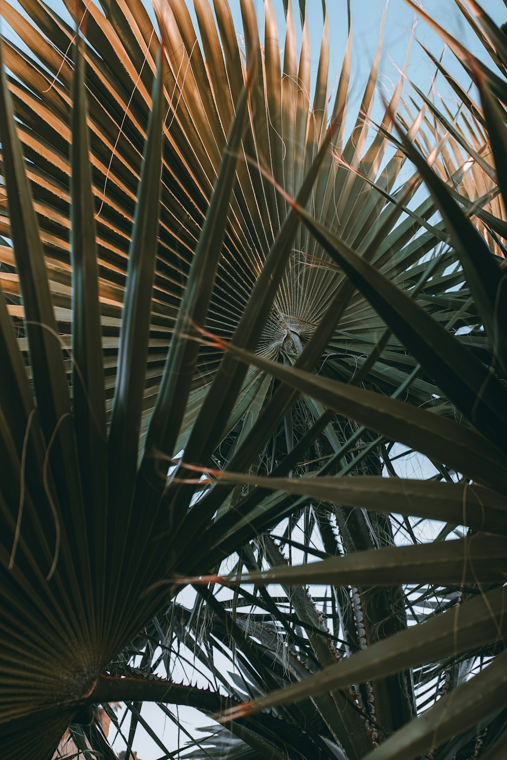 a close up of a palm tree with a blue sky in the background