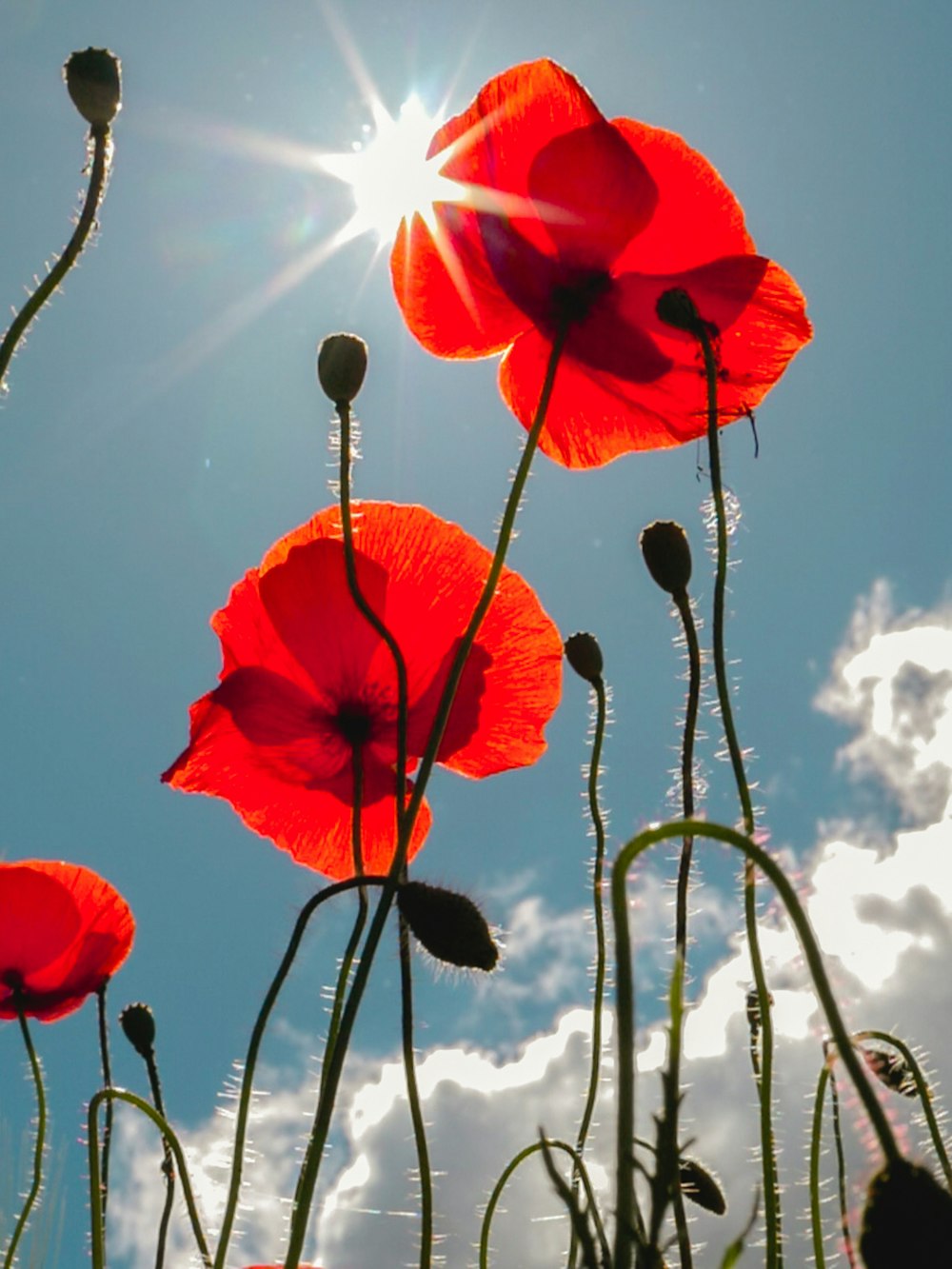 red-petaled flower