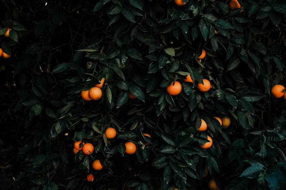 round orange fruit