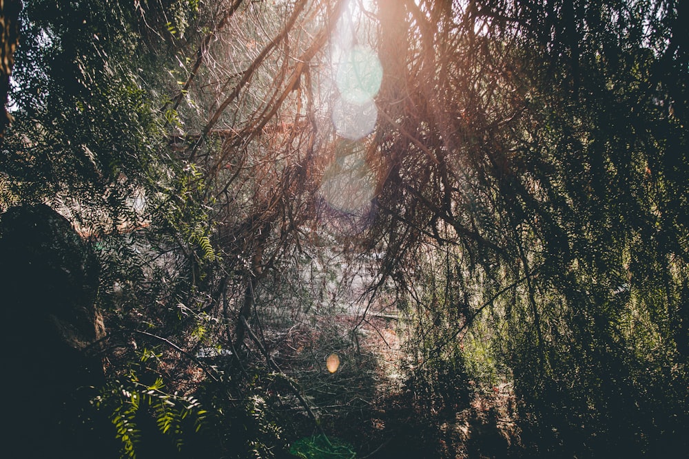 sun rays coming through forest