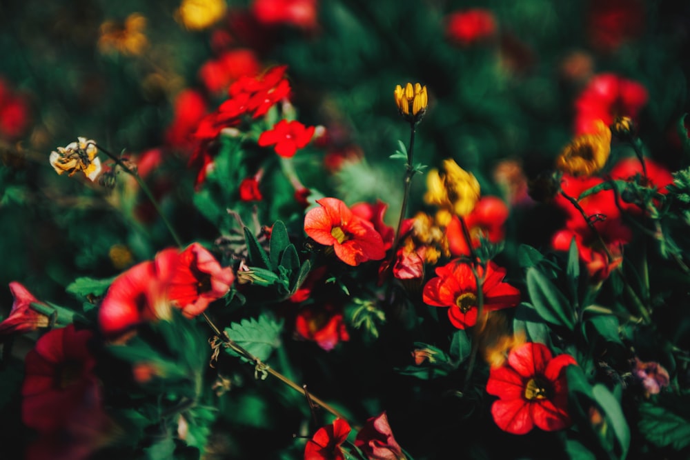 blooming red petaled flowers