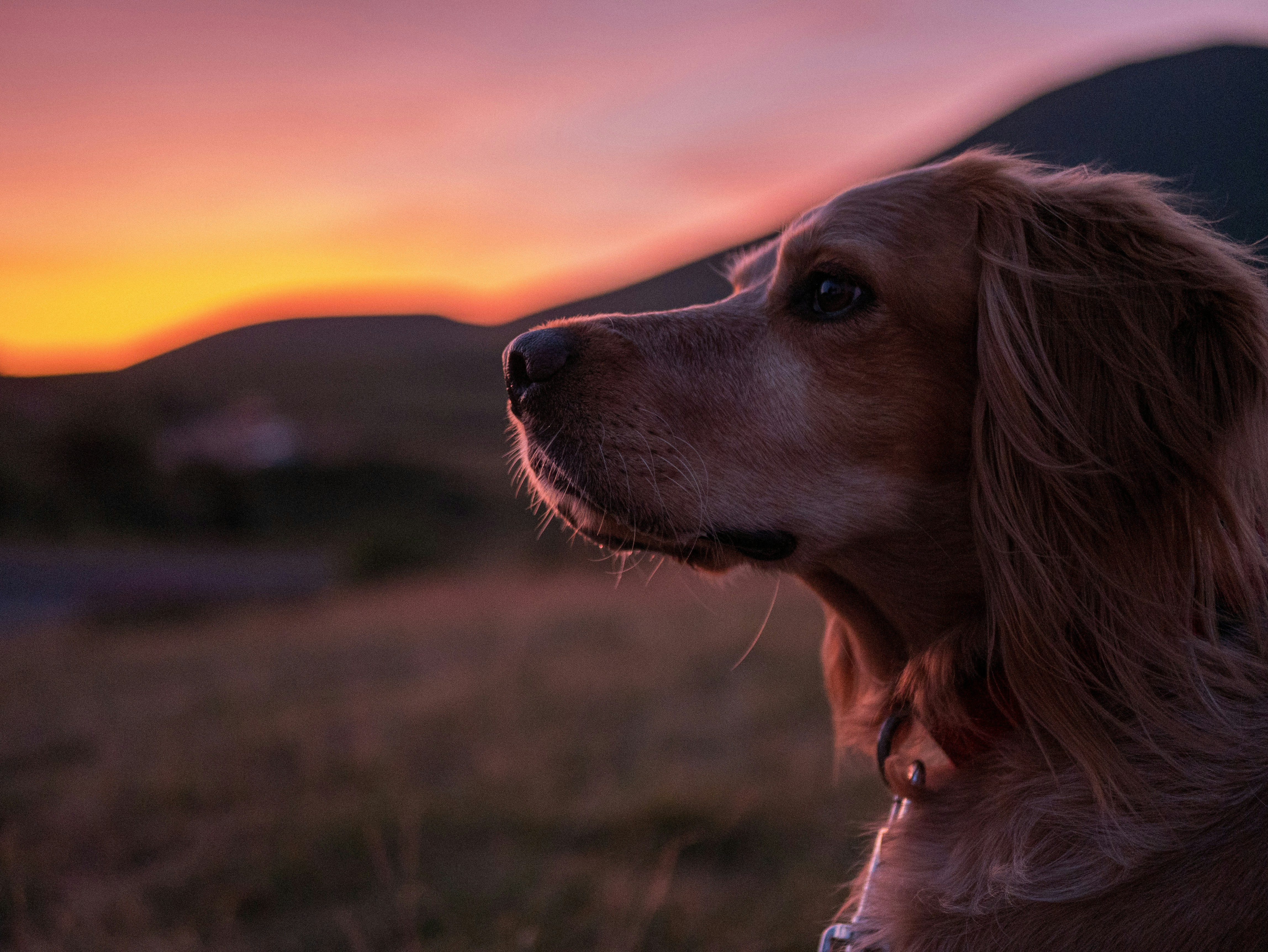 inspiroiva kohtaus koirasta ja omistajasta katsomassa auringonlaskua yhdessä