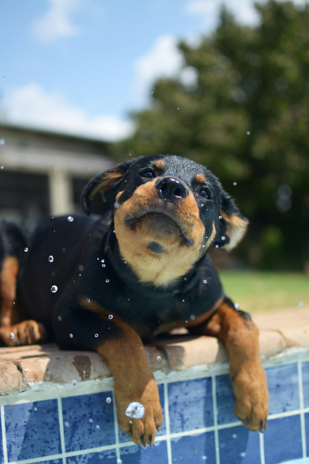 棚の上に横たわっている犬