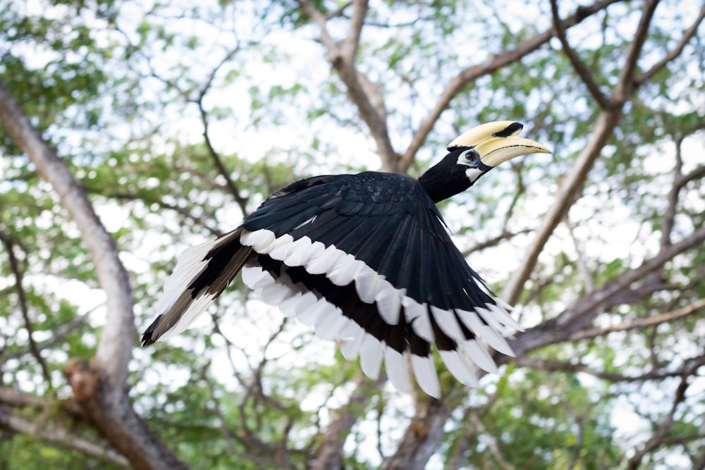 flying black and white bird near tree