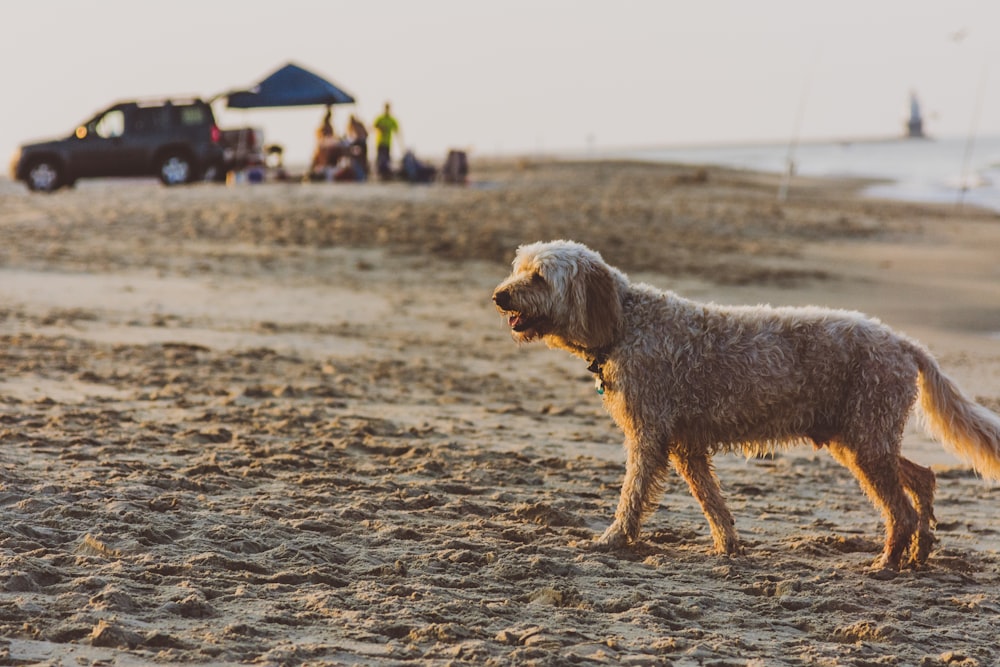 a dog standing on a sandy beach next to the ocean