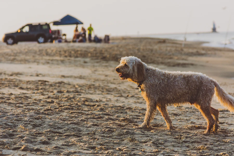 A calm light-coated dog walking along the sand at a Pacific coast beach at golden hour