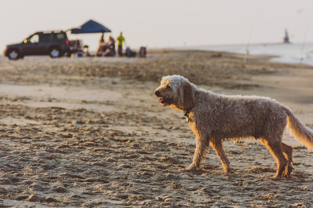 Un perro parado en una playa de arena junto al océano