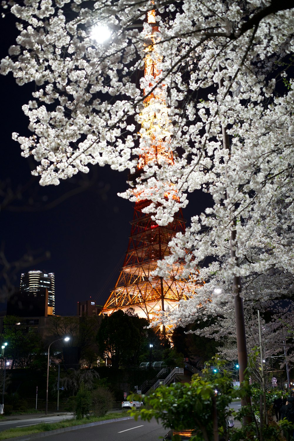 white petaled flower tree