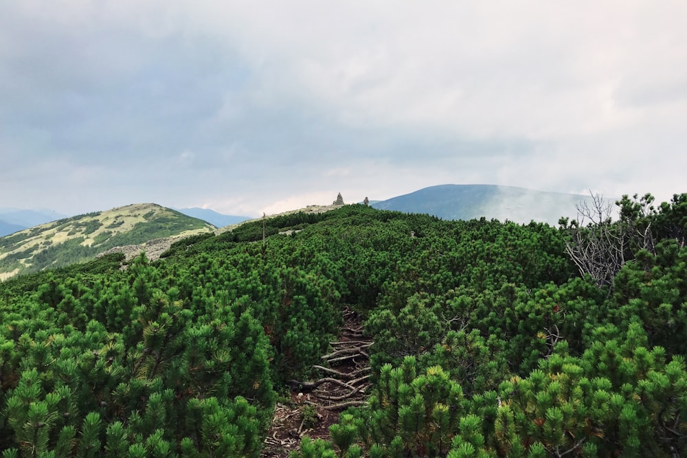 green trees across mountain during daytime