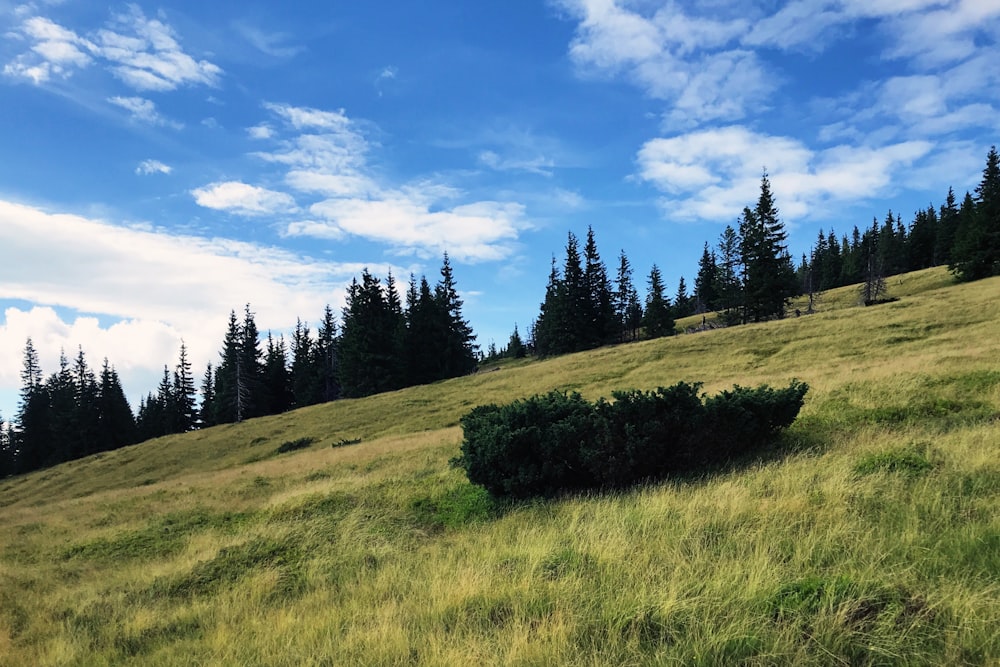 green grass field