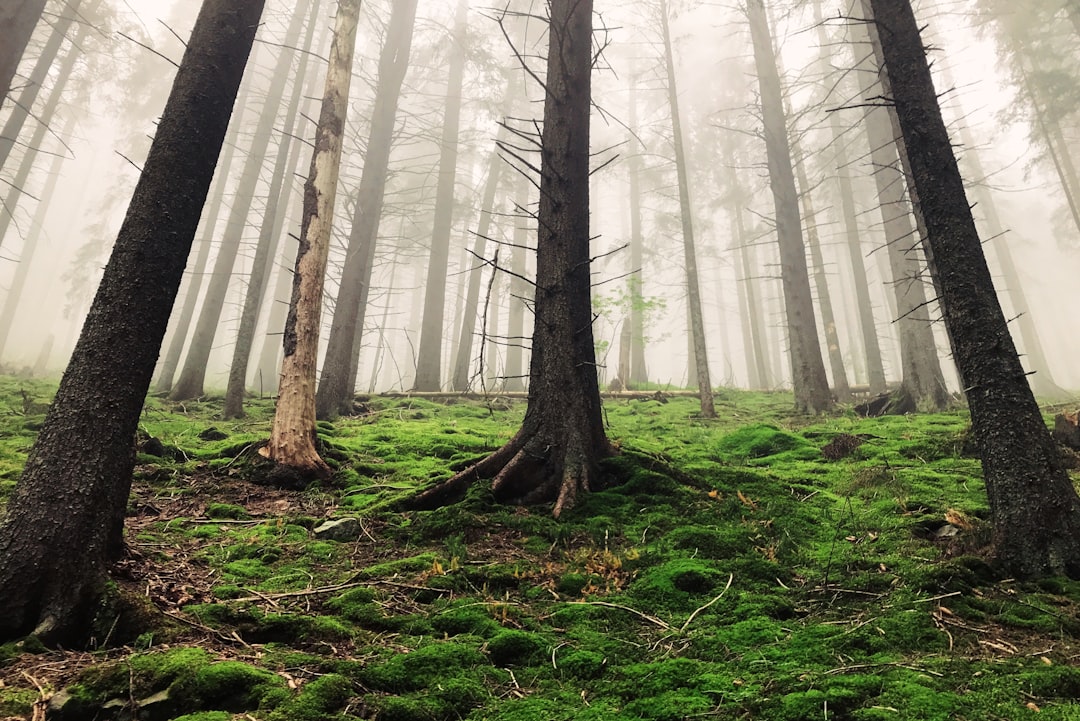 panorama photo of green-leafed trees under white fogs