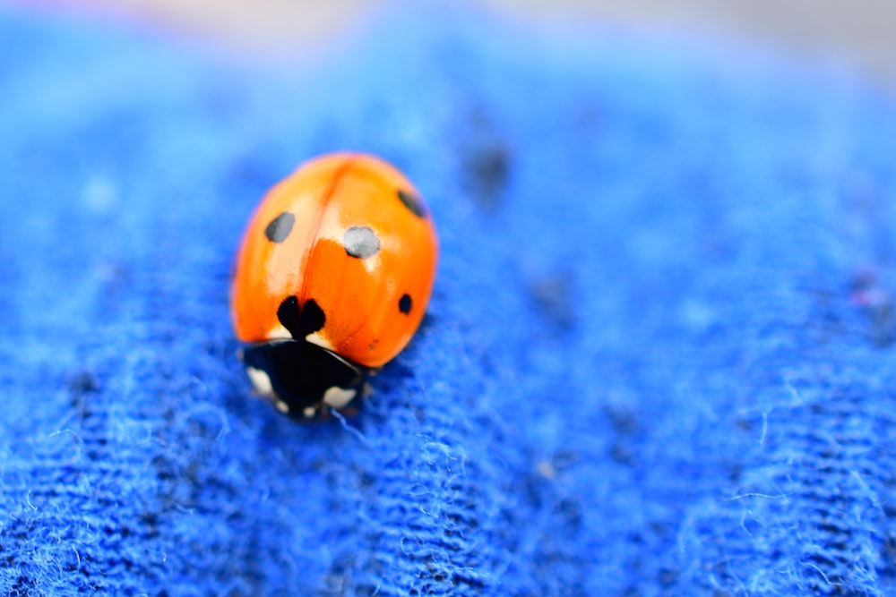 selective focus photography of ladybug on blue cloth