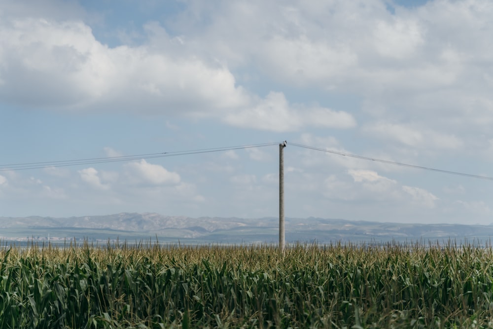 a field of corn with a power line in the background