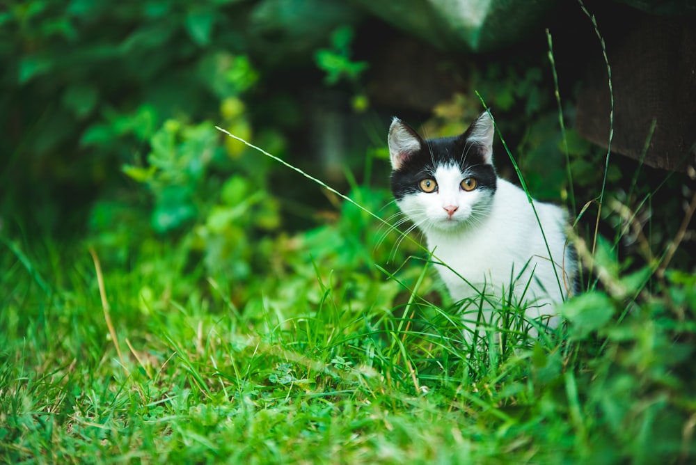 white and black cat on grass field