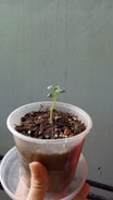 A small green seedling is growing in a clear plastic container filled with soil. The container is being held by a hand, and the background is a plain, light-colored wall. The soil appears dark and moist, with small white particles scattered on the surface.