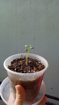 A small green seedling is growing in a clear plastic container filled with soil. The container is being held by a hand, and the background is a plain, light-colored wall. The soil appears dark and moist, with small white particles scattered on the surface.