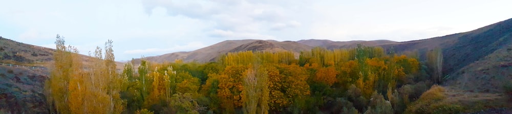 a group of trees that are in the grass